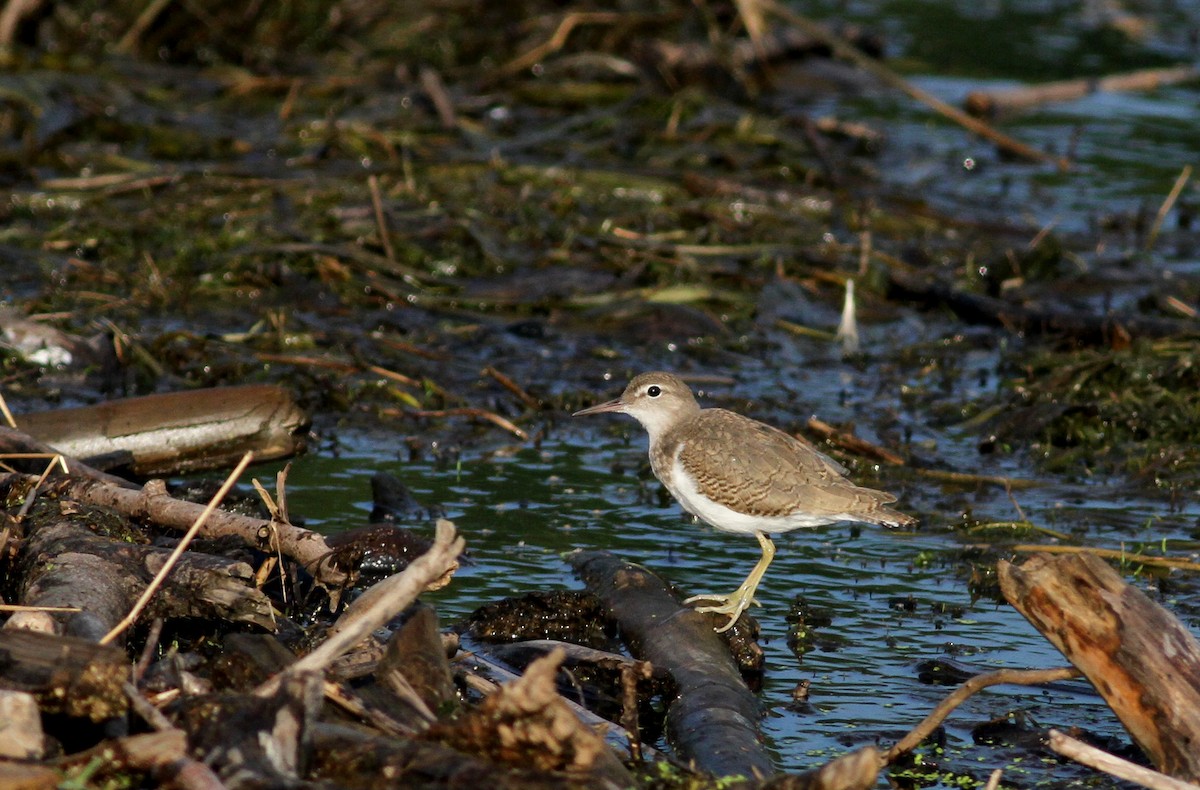 Spotted Sandpiper - ML37804961