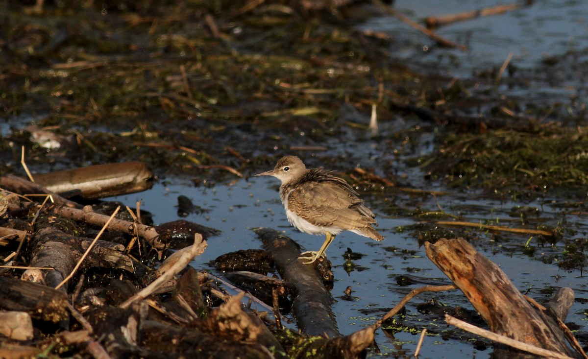 Spotted Sandpiper - Jay McGowan