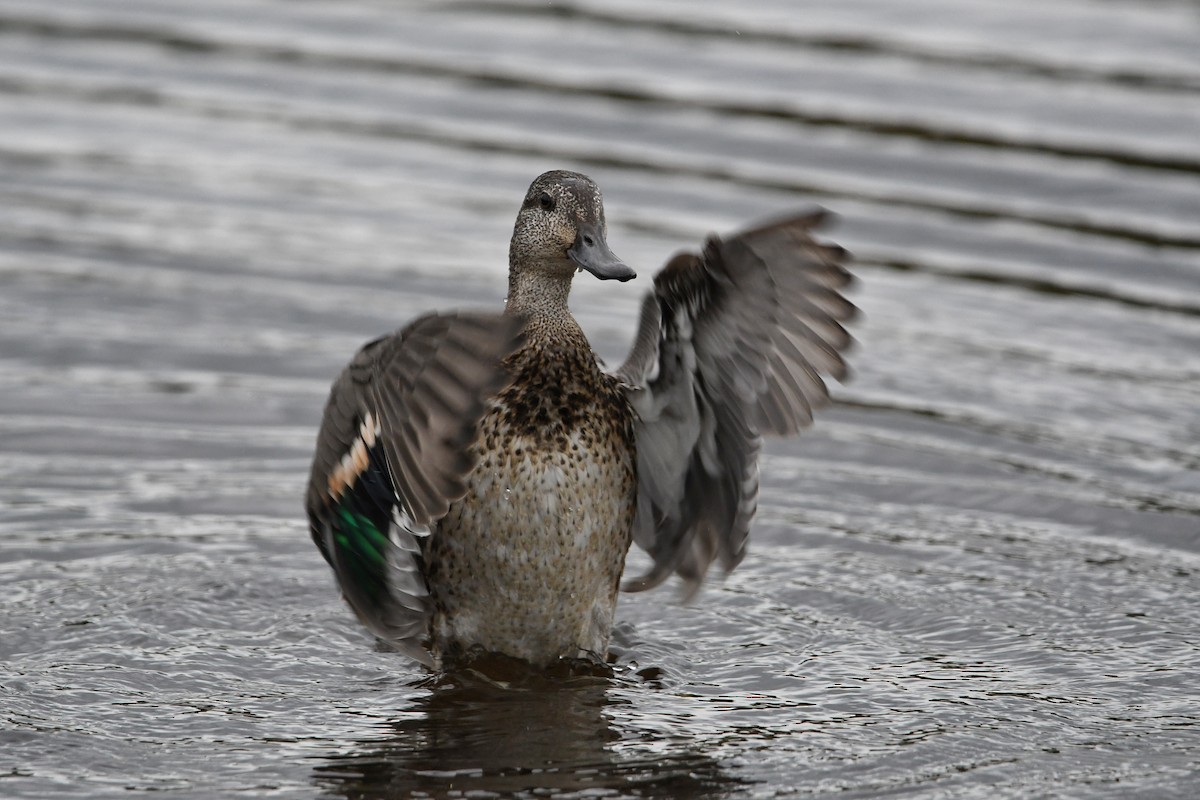 Green-winged Teal - Dan O'Brien