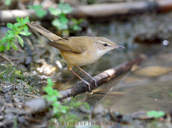 Paddyfield Warbler - ML378050501