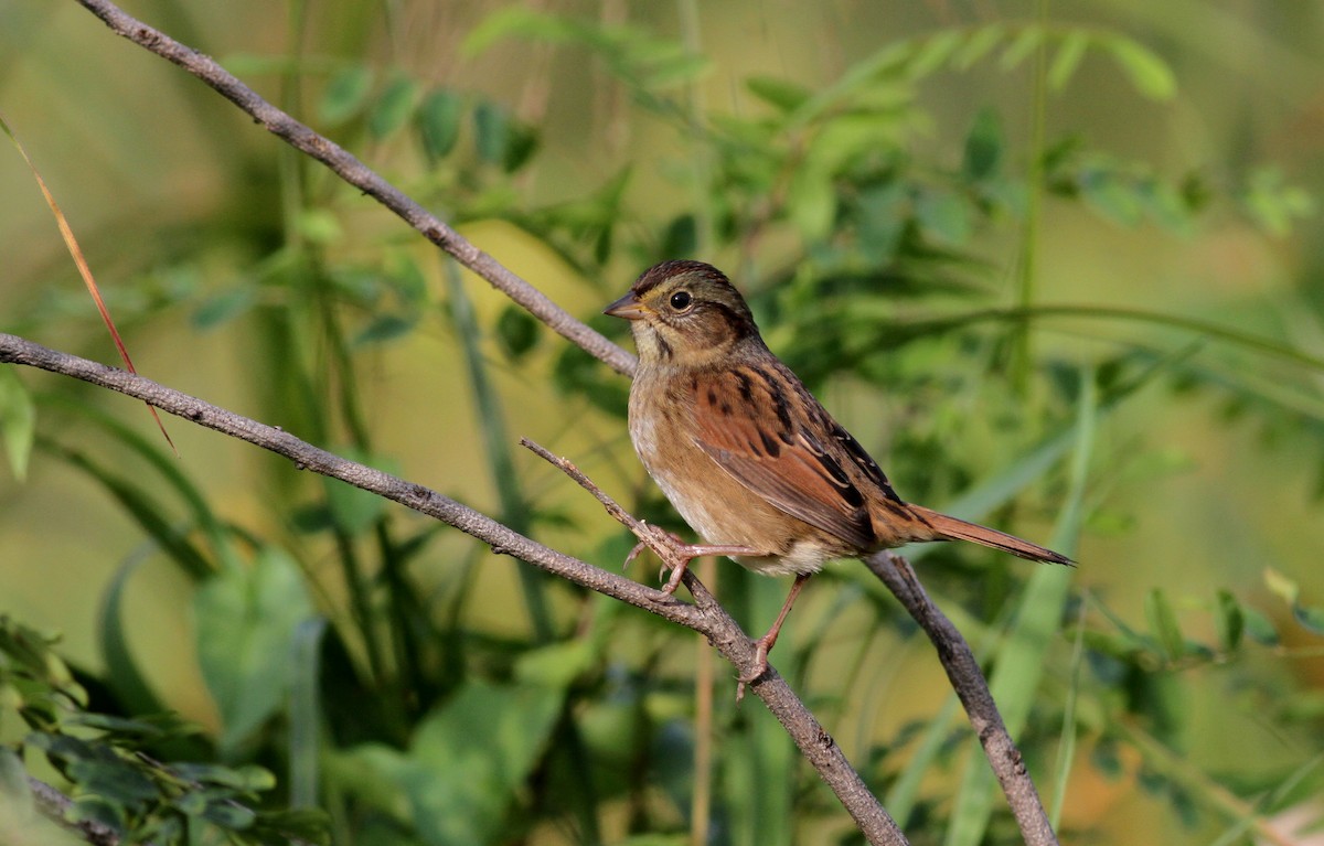 Swamp Sparrow - Jay McGowan