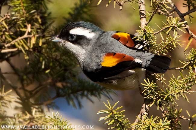 White-browed Shrike-Babbler (Gray-breasted) - ML378050721