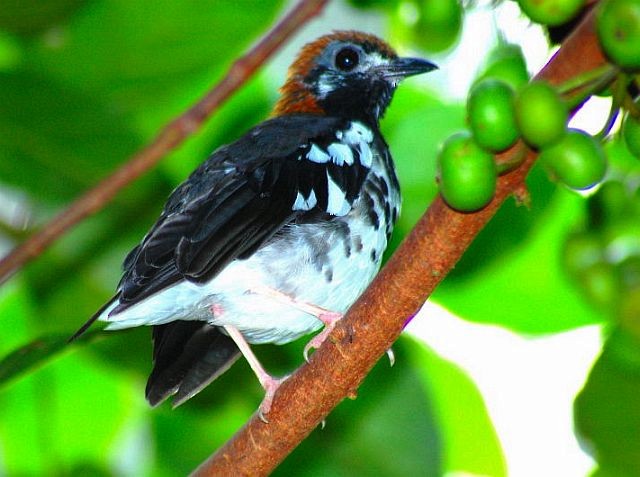 Chestnut-capped Thrush - ML378052711