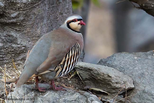 Chukar - ML378052811