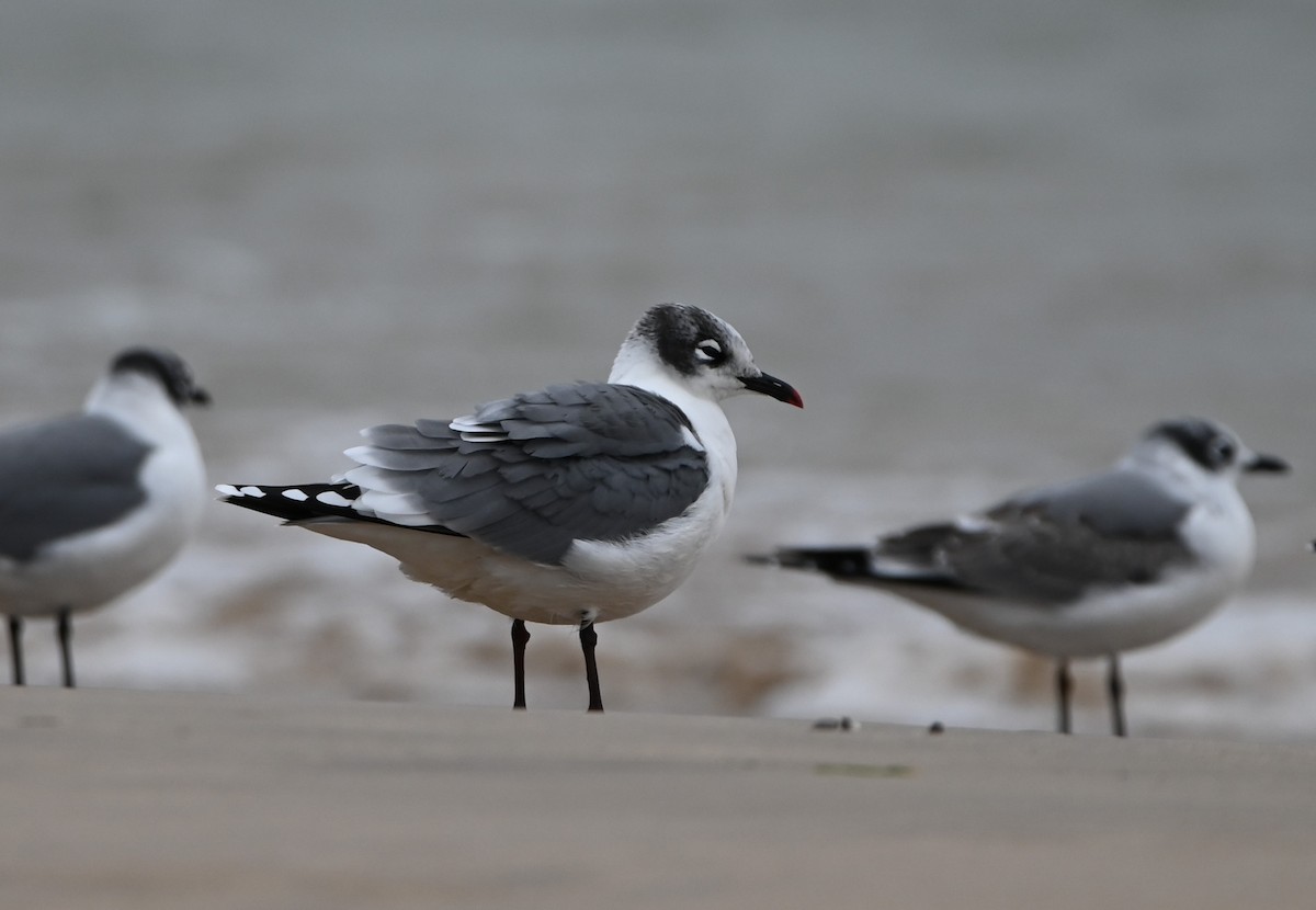 Franklin's Gull - ML378052991