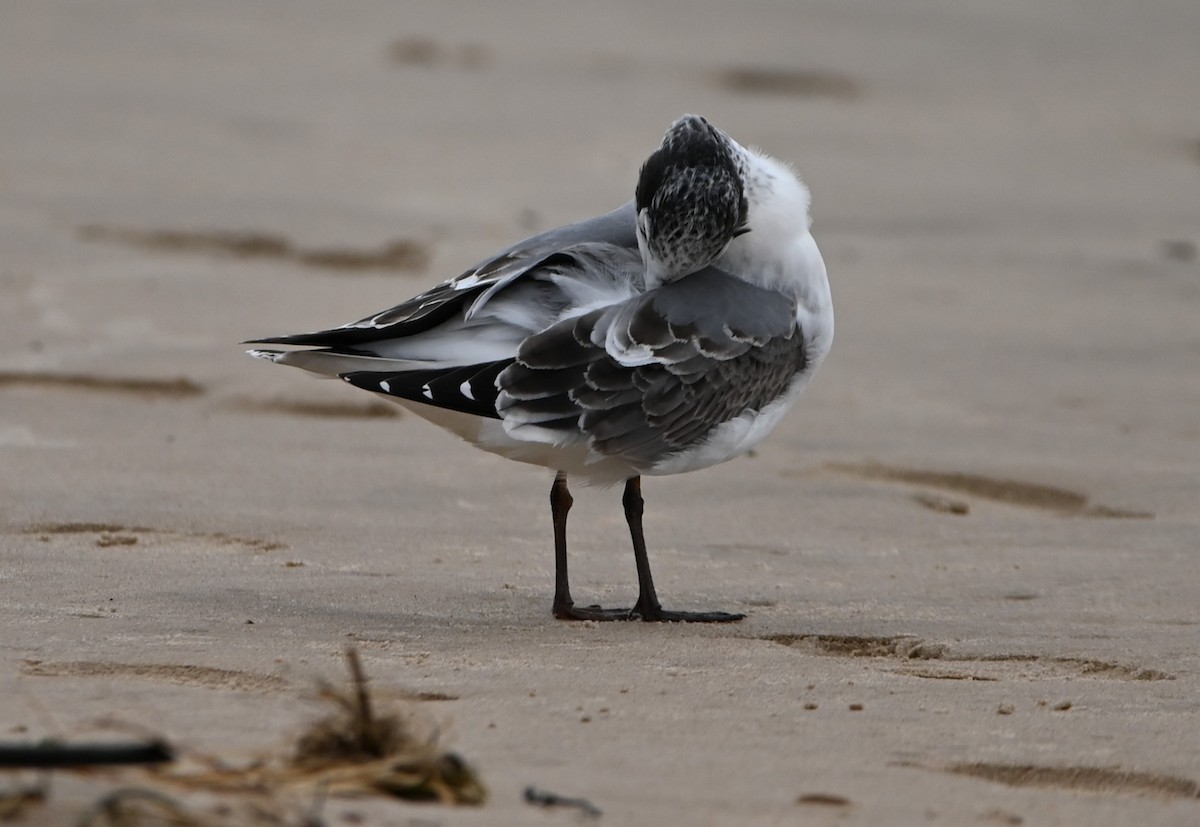 Franklin's Gull - ML378053001