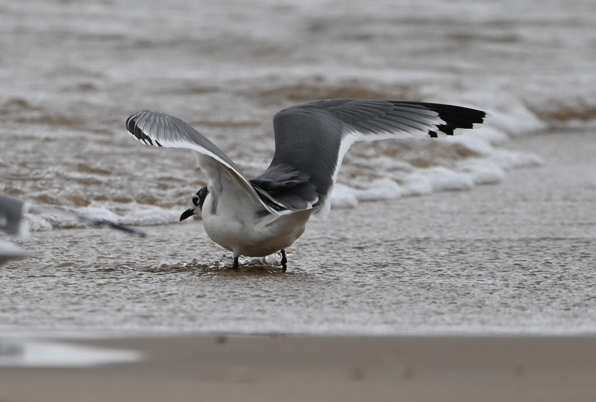 Franklin's Gull - ML378053011