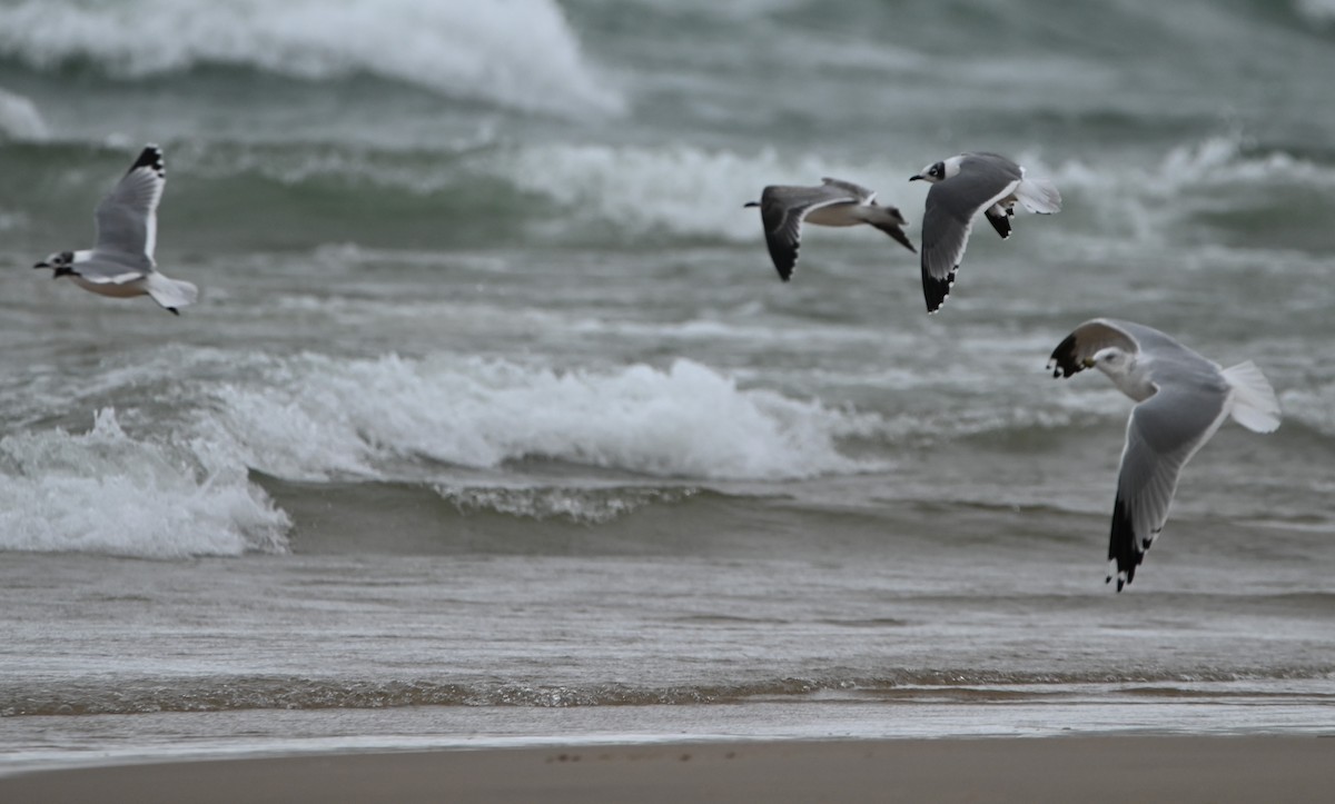 Franklin's Gull - ML378053071