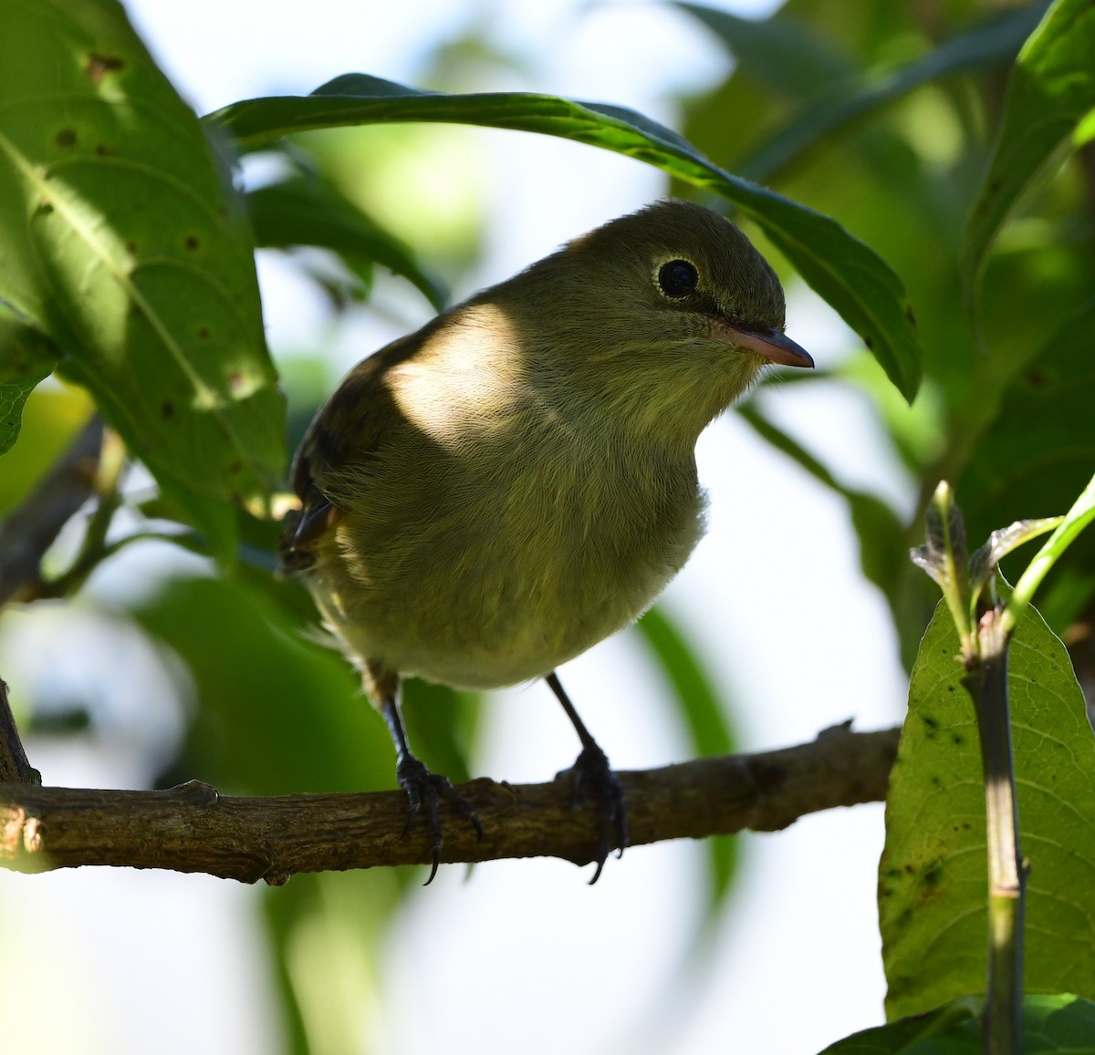 Yellowish Flycatcher - ML378054371