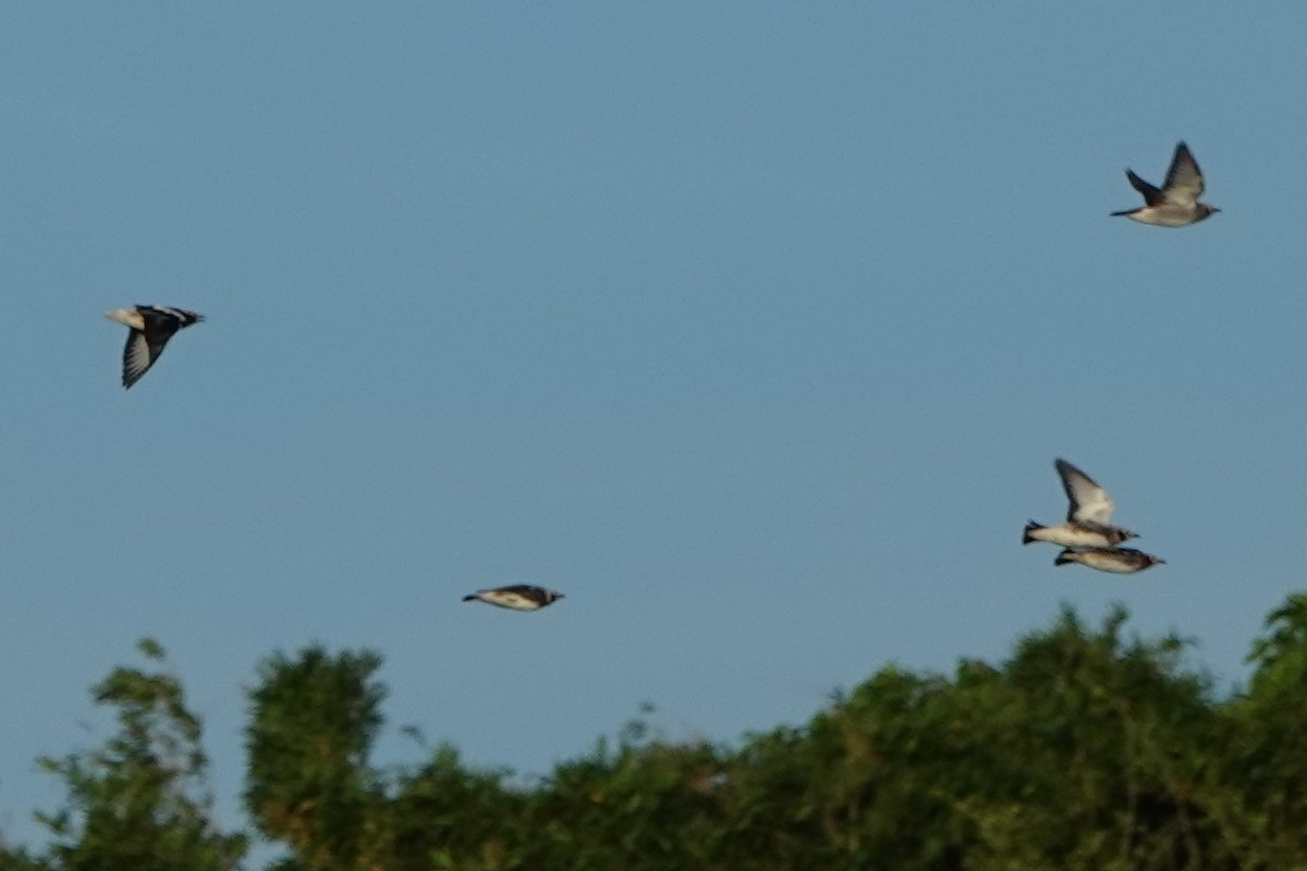 Chestnut-cheeked Starling - ML378054451