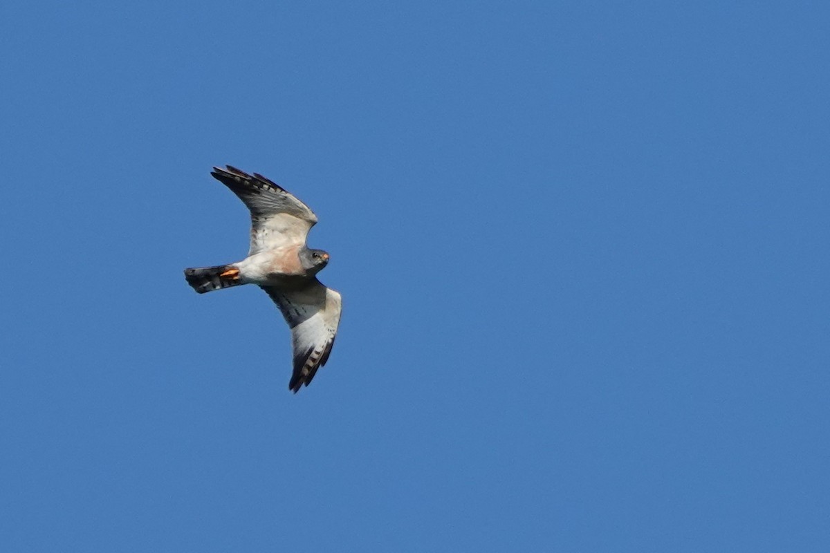 Chinese Sparrowhawk - ML378054491