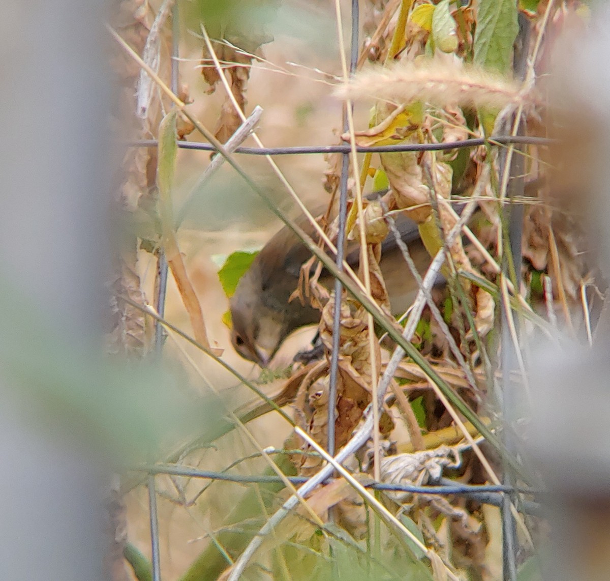 Indigo Bunting - ML378055271