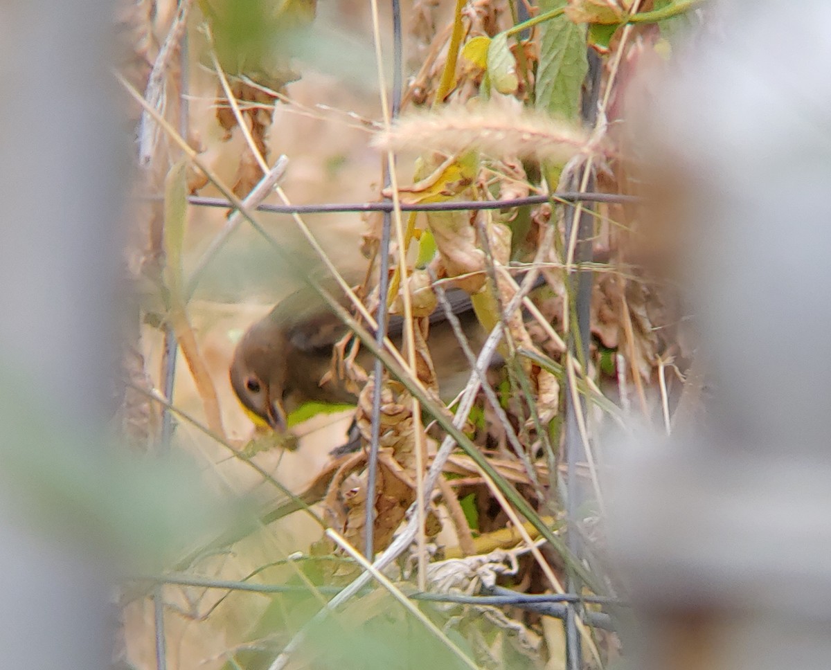 Indigo Bunting - ML378055471