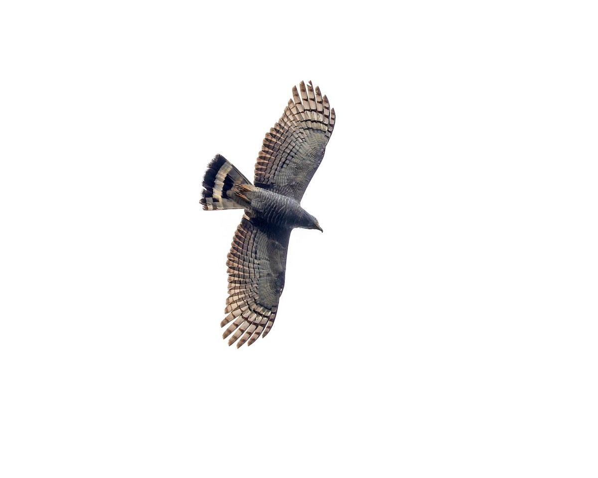 Hook-billed Kite - Mark & Teri McClelland