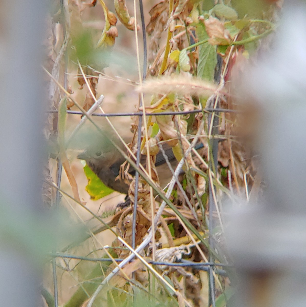 Indigo Bunting - ML378055671
