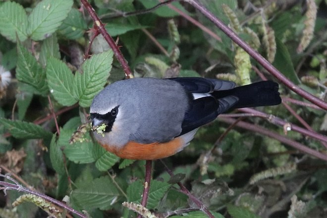 Gray-headed Bullfinch - ML378055961