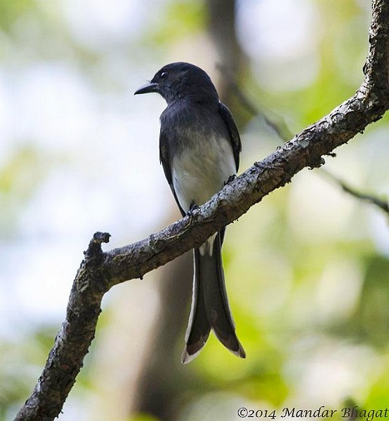 White-bellied Drongo (White-bellied) - ML378056211