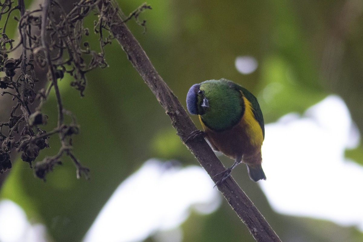 Chestnut-breasted Chlorophonia - ML378058411