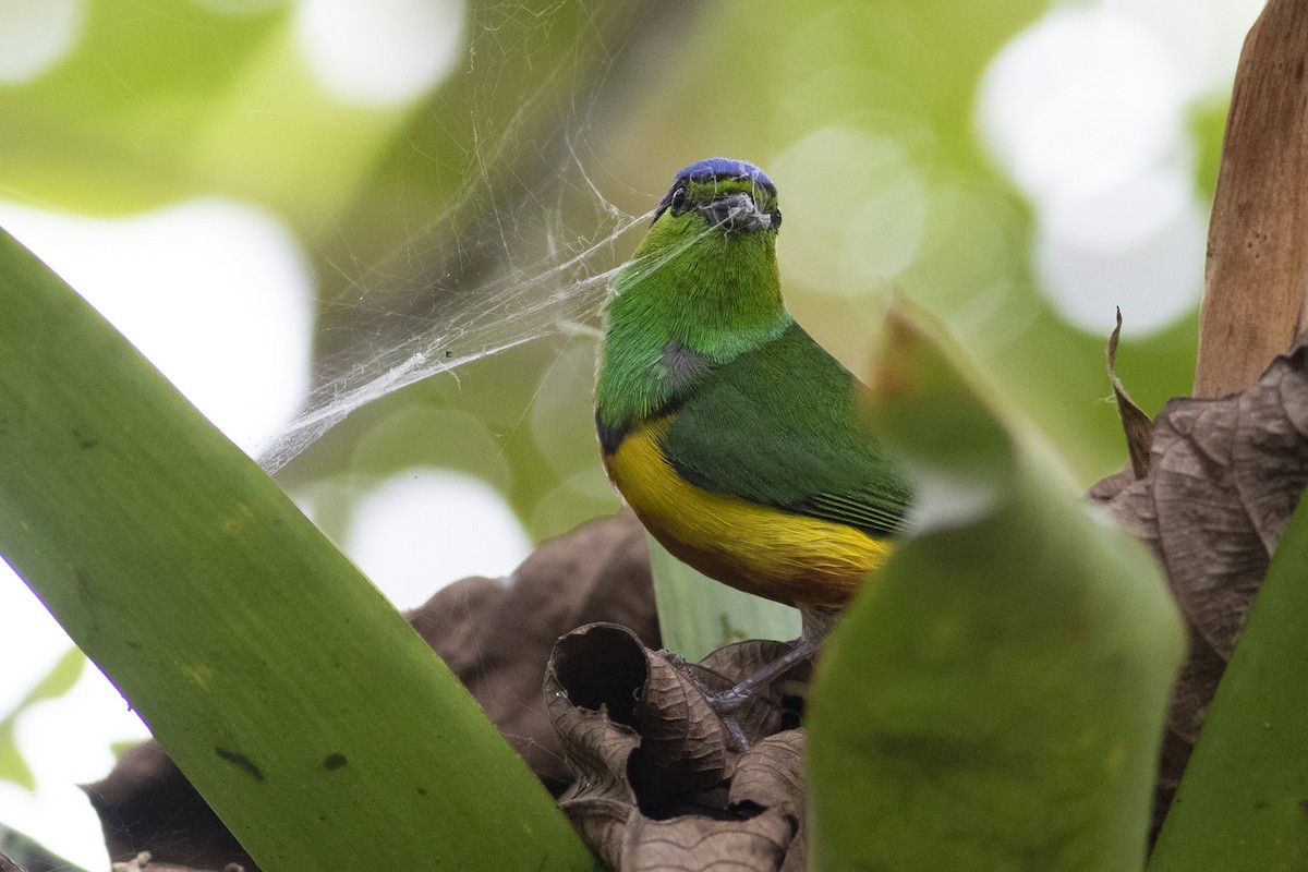 Chestnut-breasted Chlorophonia - ML378058441