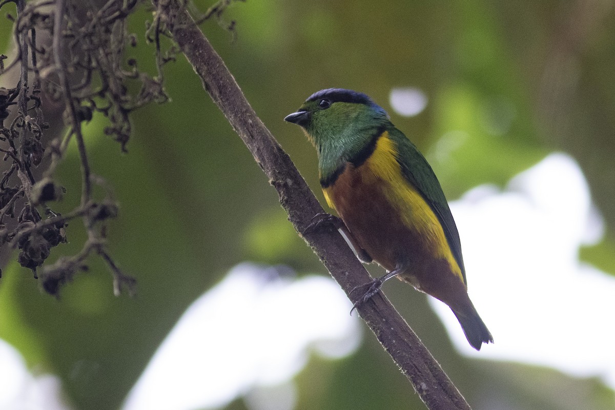 Chestnut-breasted Chlorophonia - ML378058451