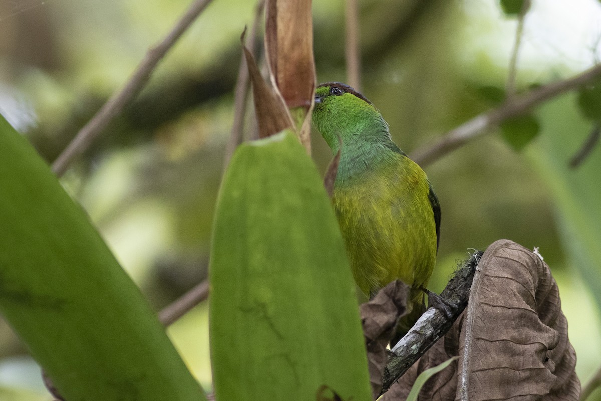 Chestnut-breasted Chlorophonia - ML378058491