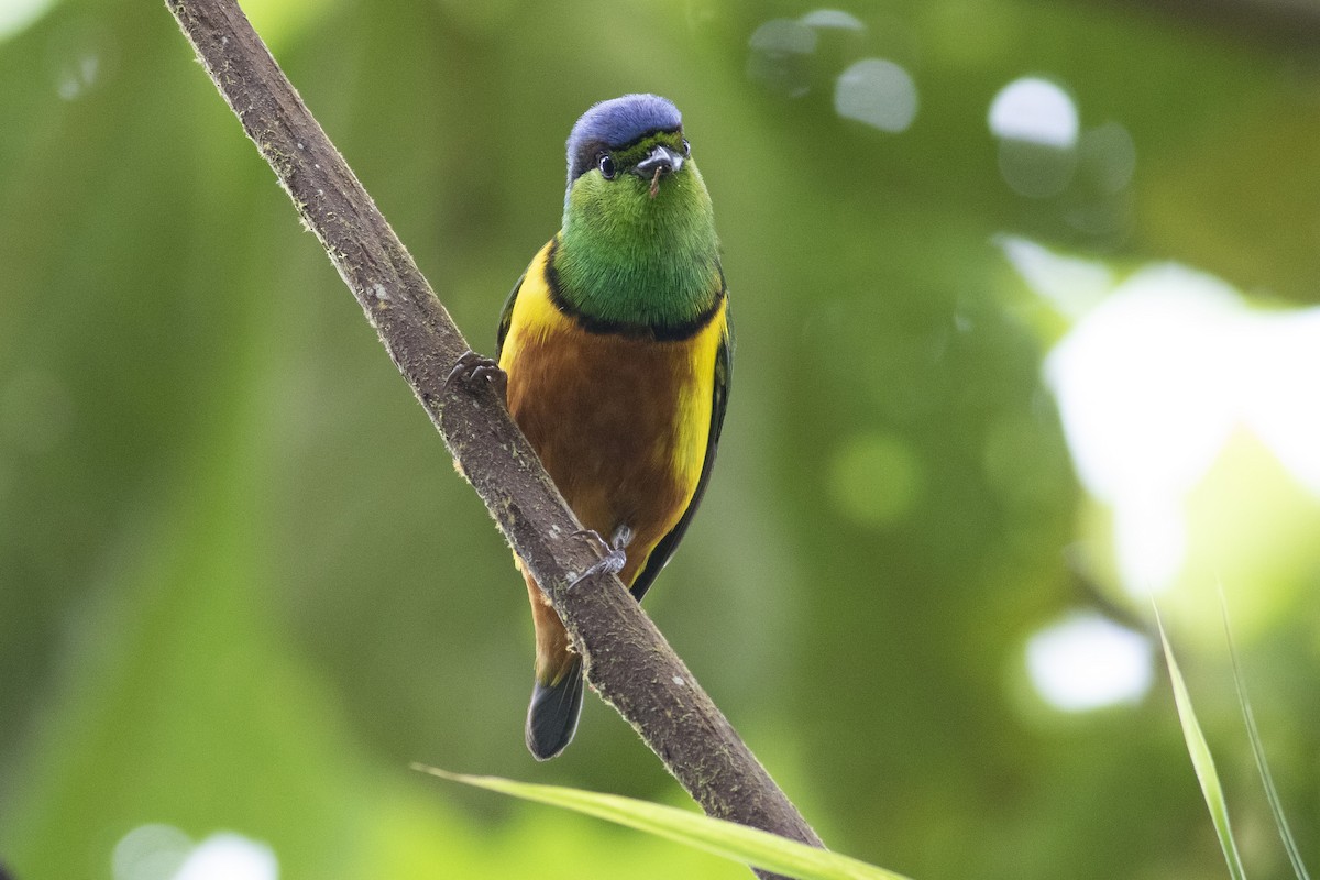 Chestnut-breasted Chlorophonia - ML378058511