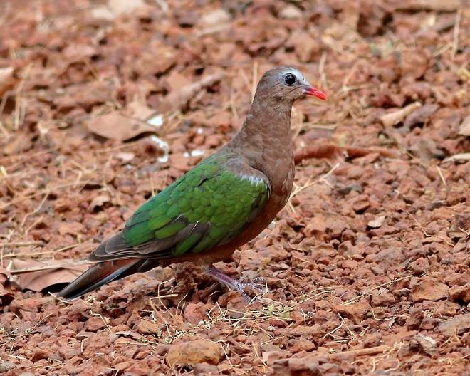 Asian Emerald Dove - ML378059001