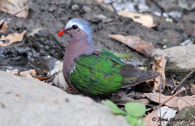 Asian Emerald Dove - ML378059081