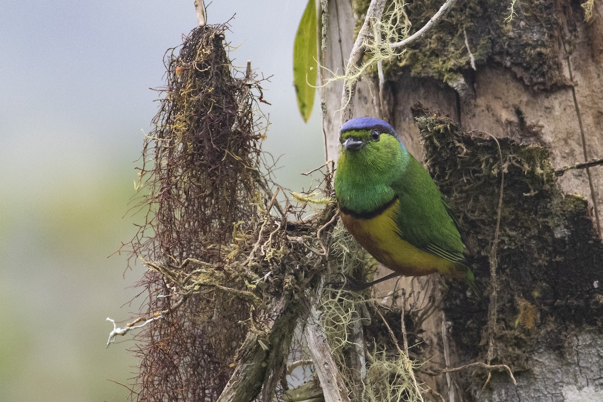 Chestnut-breasted Chlorophonia - ML378059171