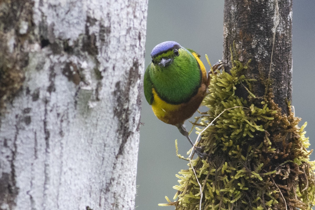 Chestnut-breasted Chlorophonia - ML378059181