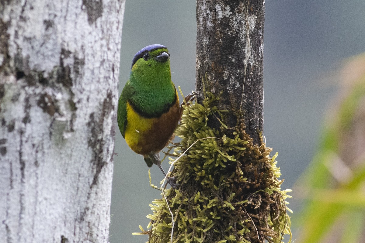 Chestnut-breasted Chlorophonia - ML378059191