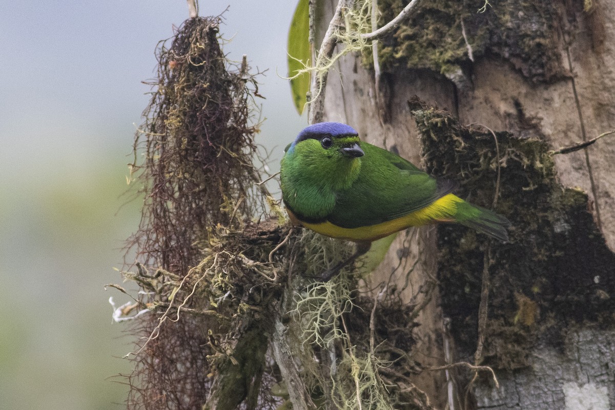Chestnut-breasted Chlorophonia - ML378059251