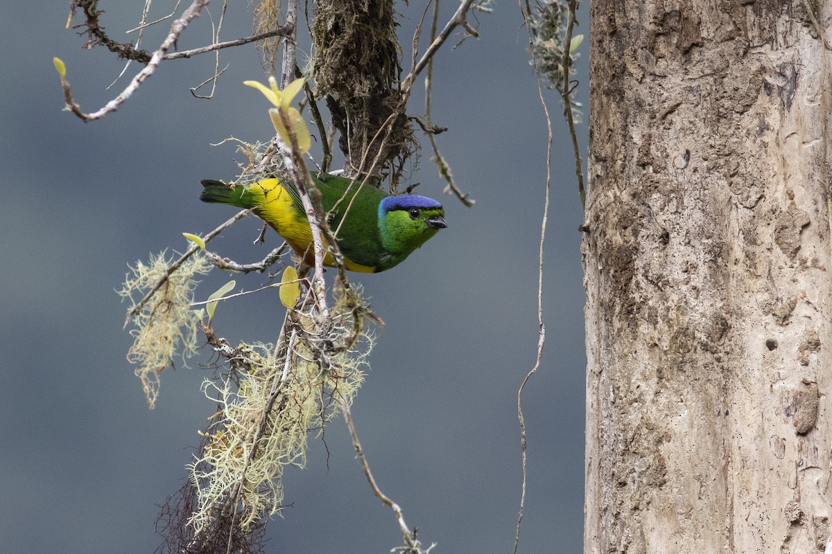 Chestnut-breasted Chlorophonia - ML378059261