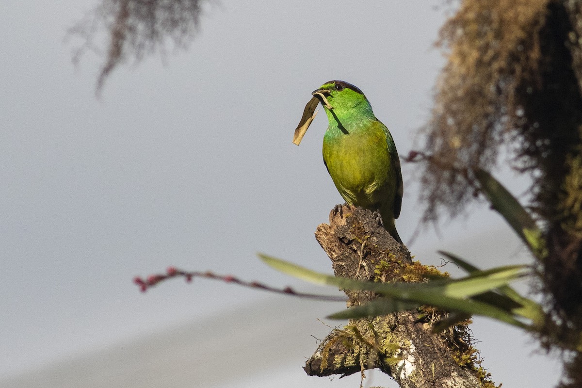 Chestnut-breasted Chlorophonia - ML378059301