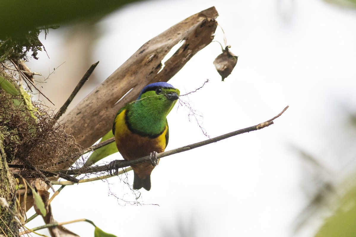 Chestnut-breasted Chlorophonia - ML378059311