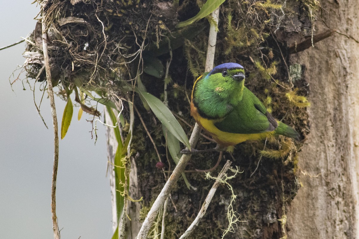 Chestnut-breasted Chlorophonia - ML378059341