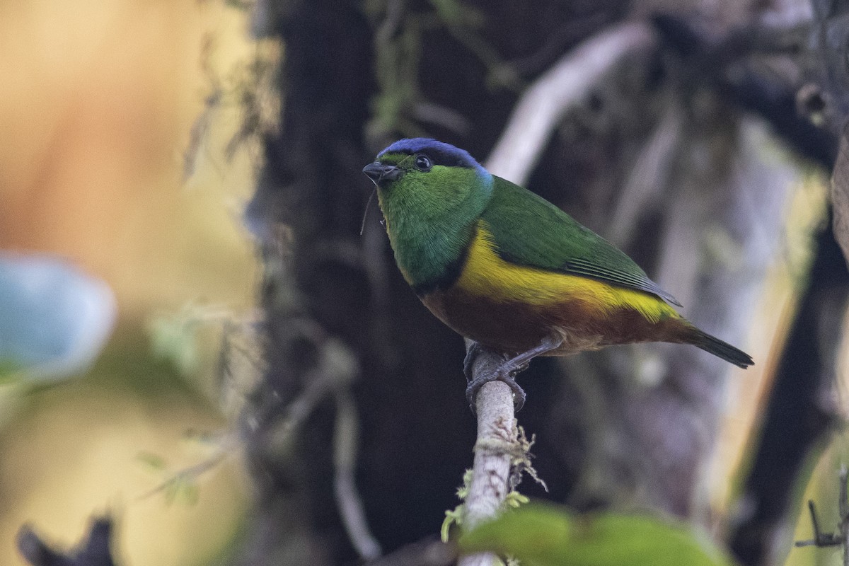 Chestnut-breasted Chlorophonia - ML378059371