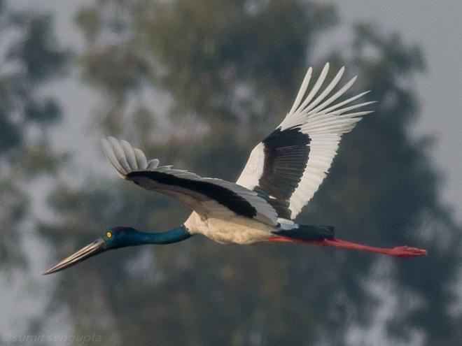 Black-necked Stork - Sumit  Sengupta