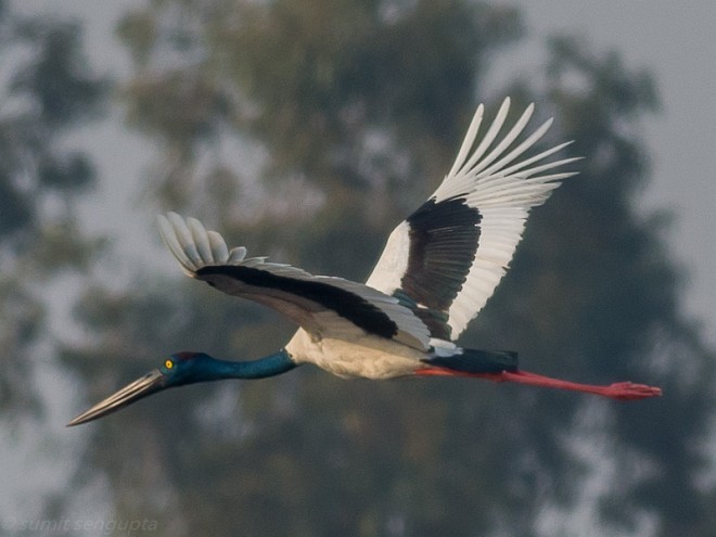 svarthalsstork - ML378059471