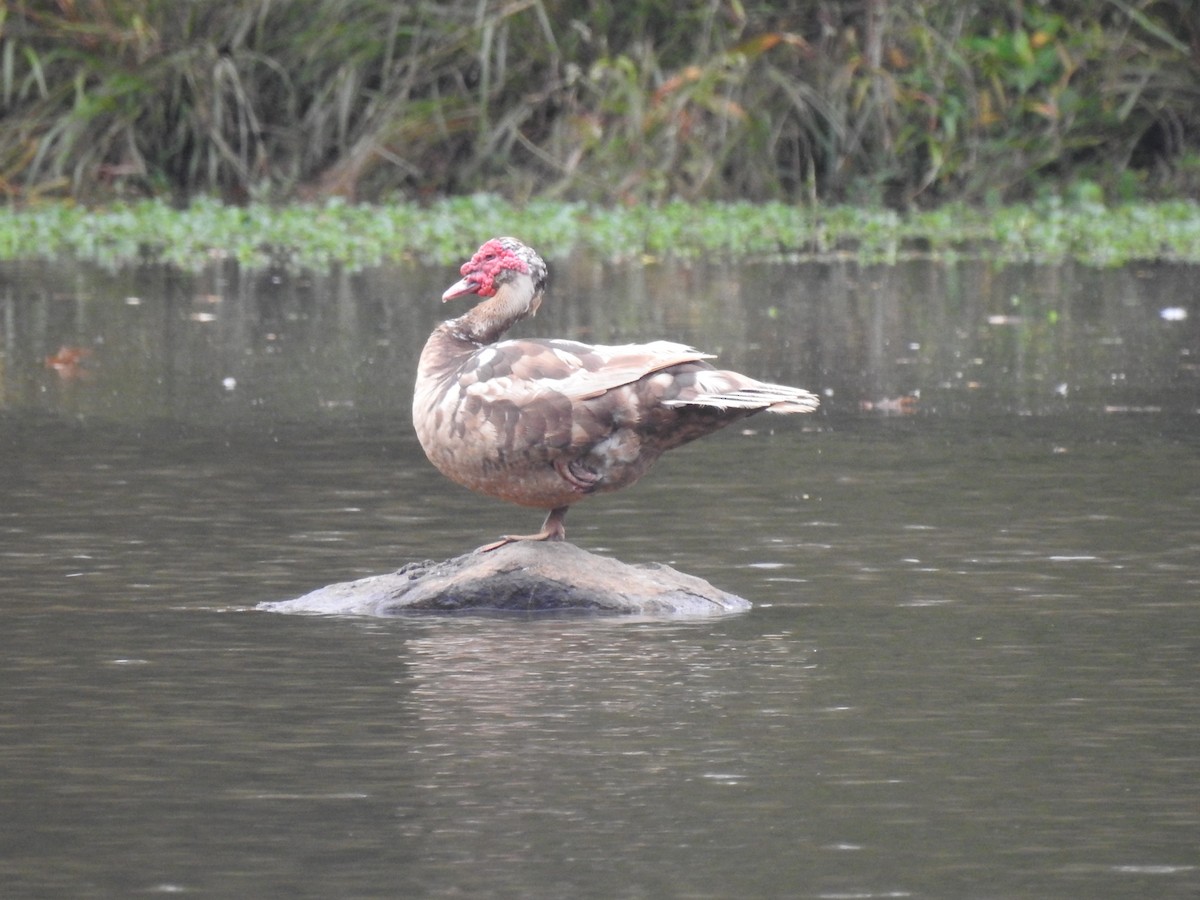 Muscovy Duck (Domestic type) - Nan Dewire