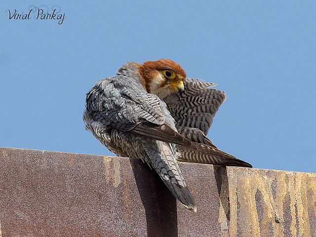 Red-necked Falcon (Asian) - ML378059561