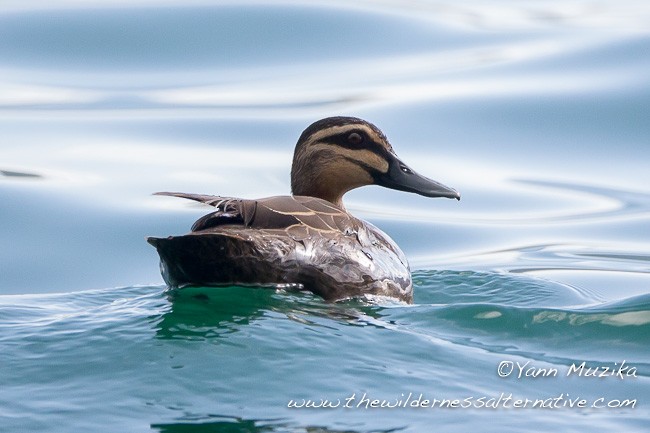 Pacific Black Duck - ML378059811