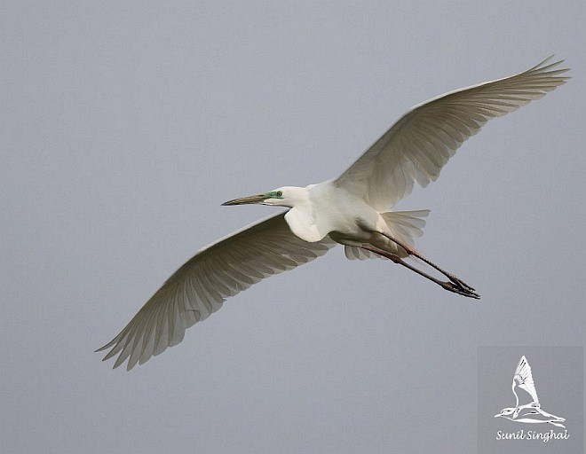 Great Egret (modesta) - Sunil Singhal