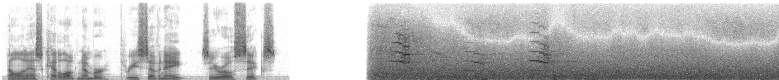 Imperial Amazon - ML37806