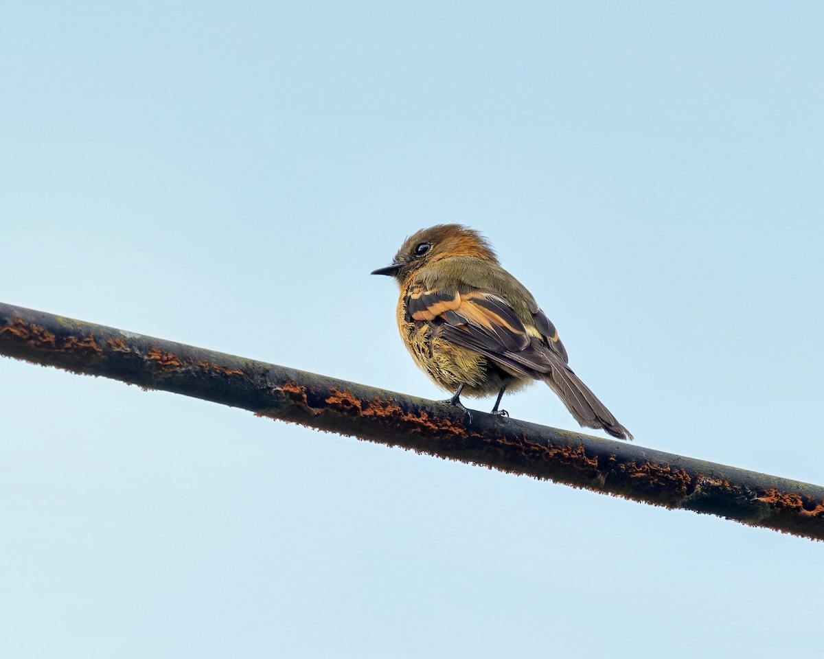 Cinnamon Flycatcher - ML378060101