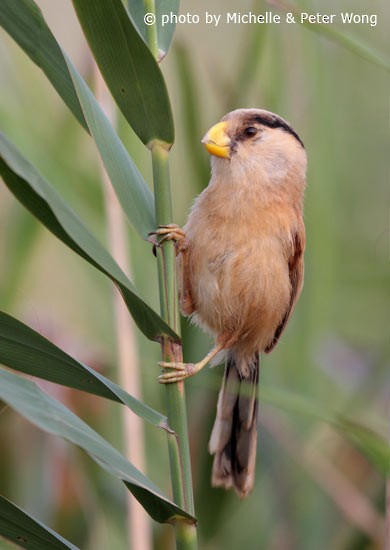 Reed Parrotbill - ML378060121