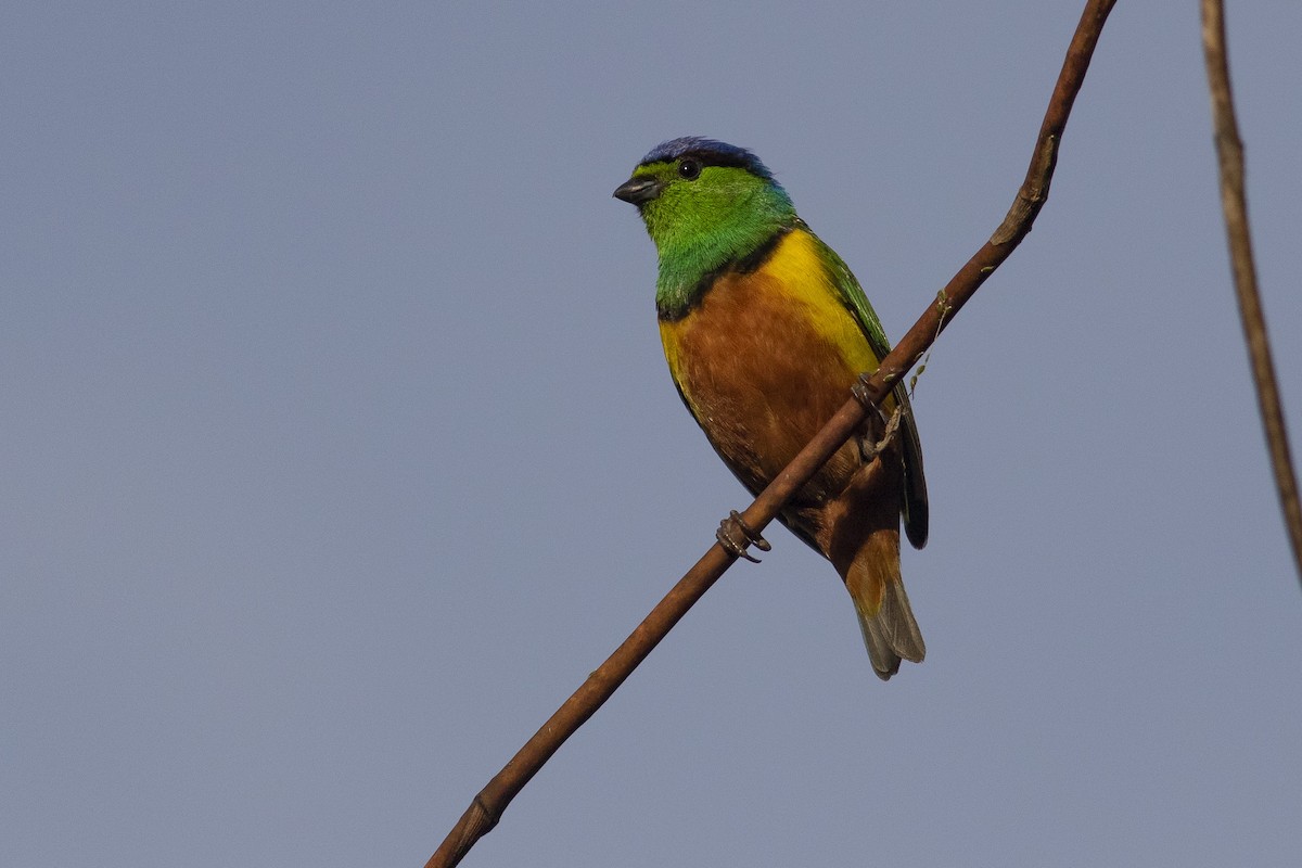 Chestnut-breasted Chlorophonia - ML378060381
