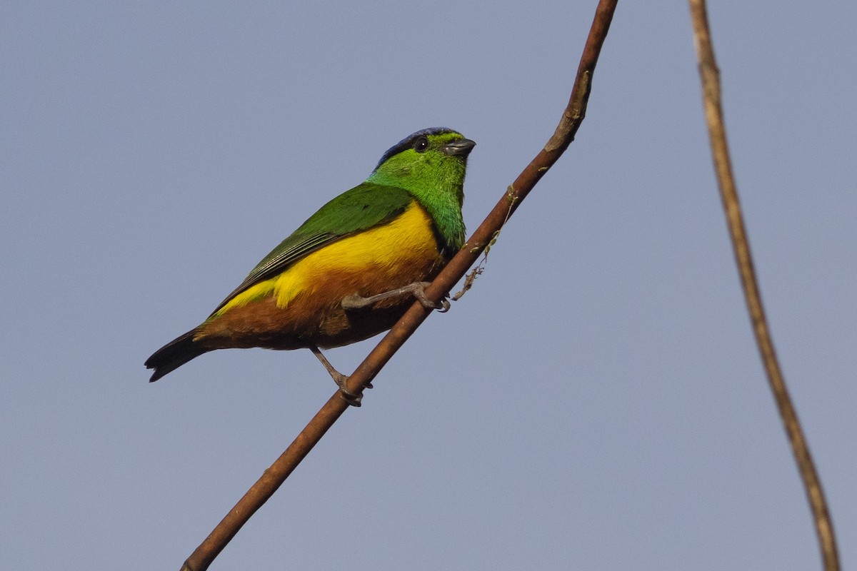 Chestnut-breasted Chlorophonia - ML378060411