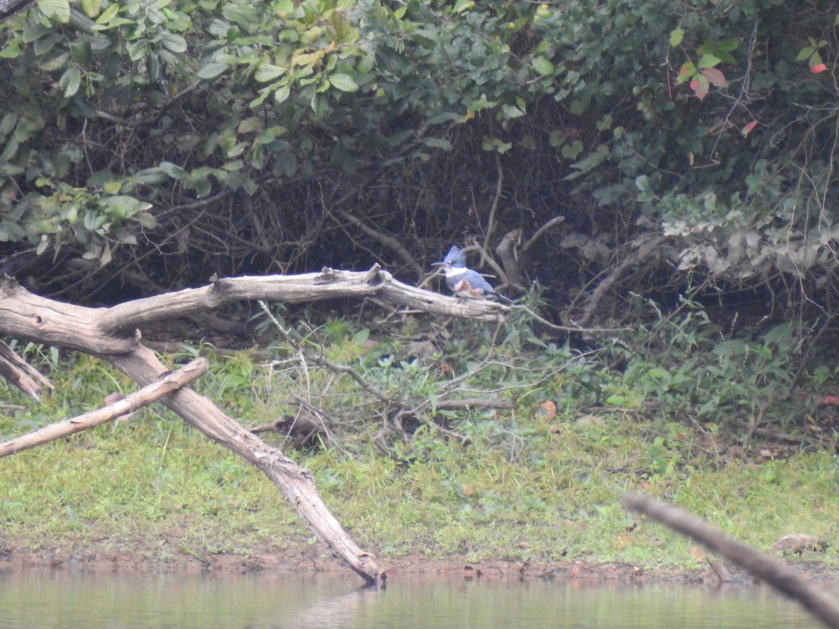 Belted Kingfisher - ML378060461