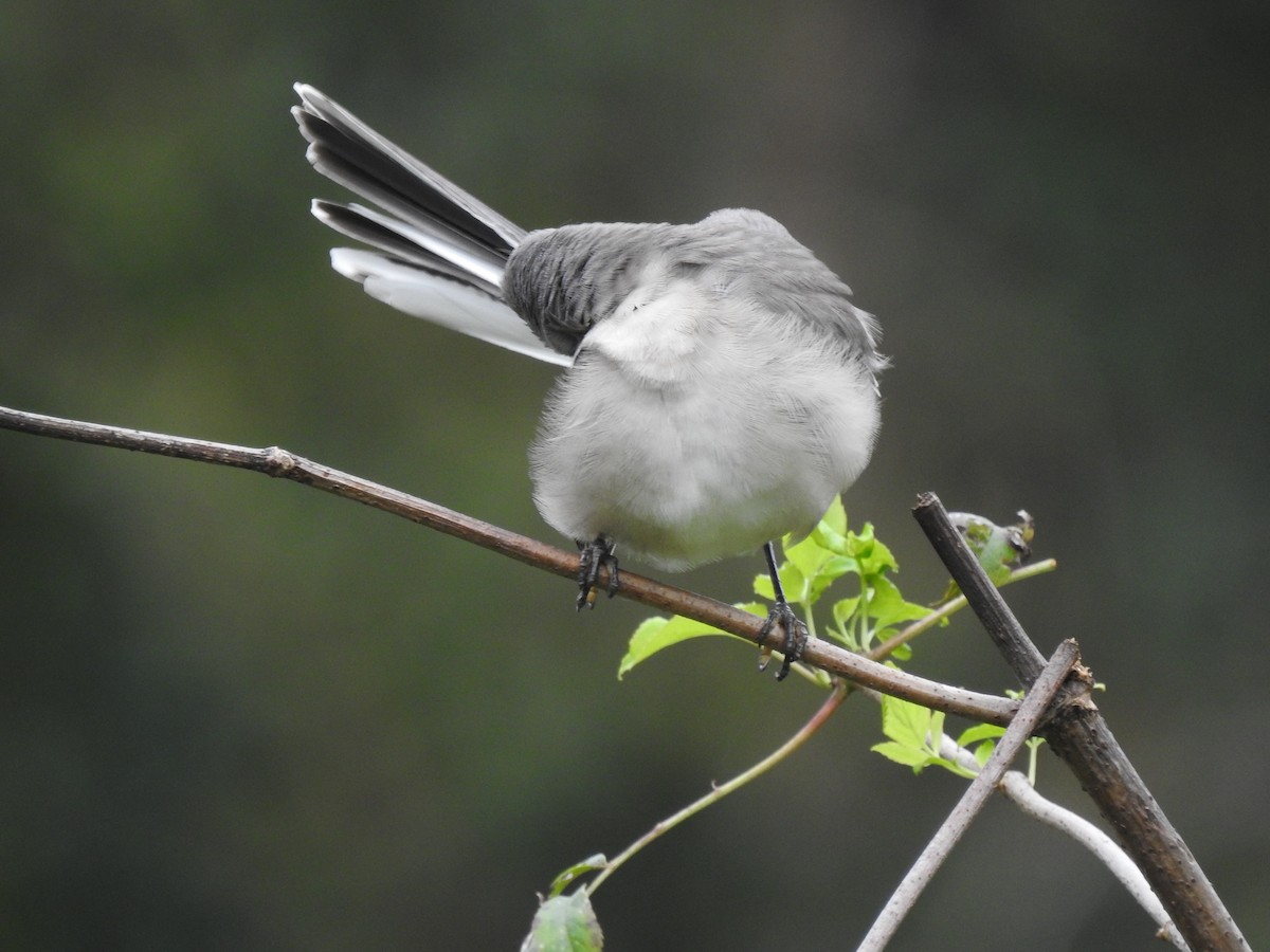 Northern Mockingbird - ML378060751